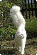 Kočka bílá chlupatá